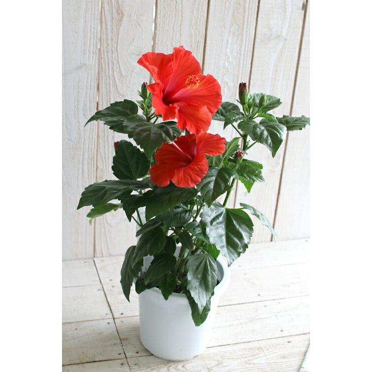 flower ハイビスカス 鉢植え[サマーレッド] (5号鉢・高さ約50cm前後