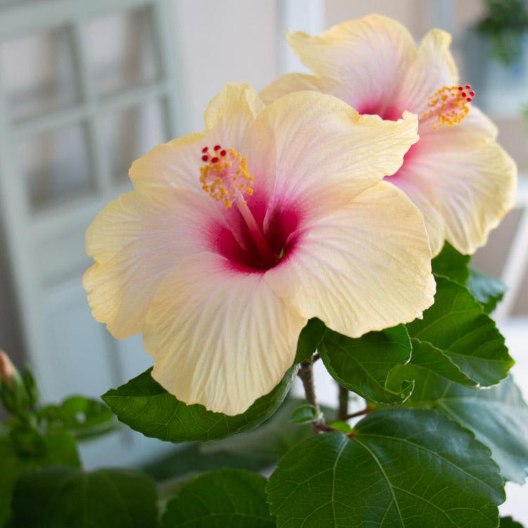flower ハイビスカス 鉢植え 大輪 [ソナタ] (5号鉢・高さ約40〜50cm