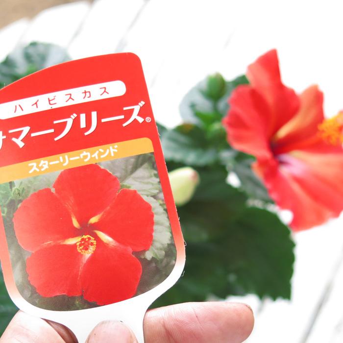 ハイビスカス鉢植え「サマーブリーズ“スターリーウインド”」（5
