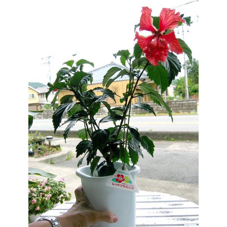 ハイビスカスレッドフラミンゴ img_cache_d_242125_1_143806111