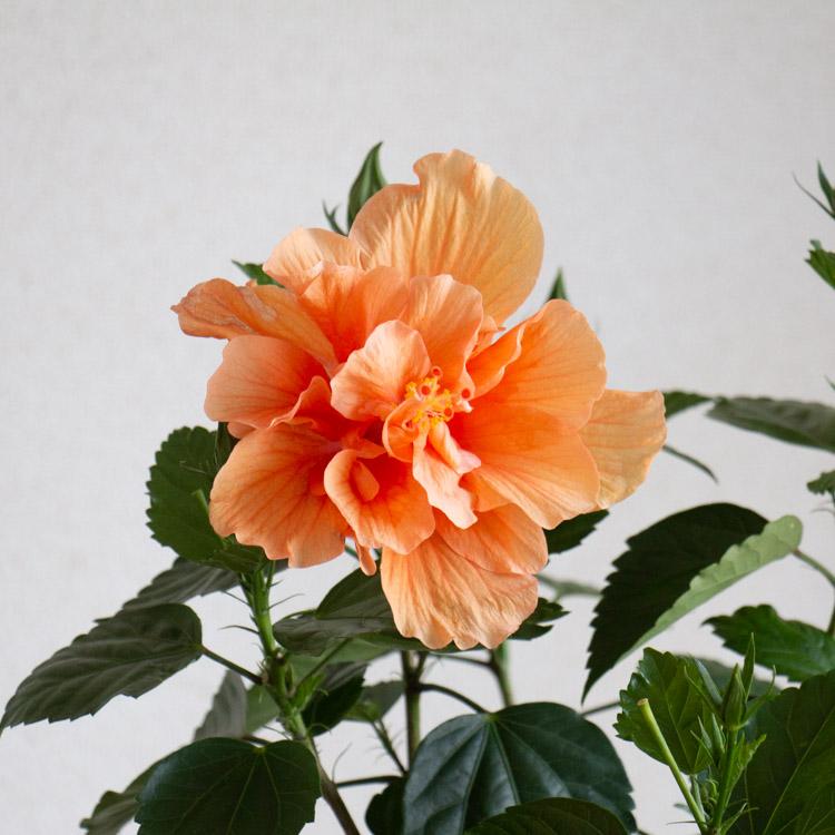 最終売り尽くし＼珍しい八重咲きハイビスカス4色から