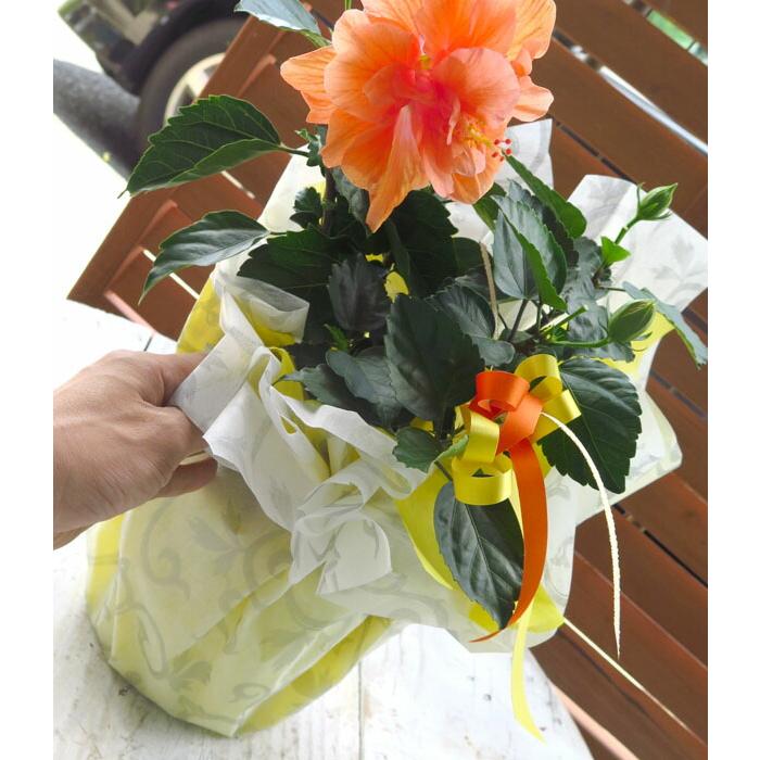 最終売り尽くし＼珍しい八重咲きハイビスカス4色から