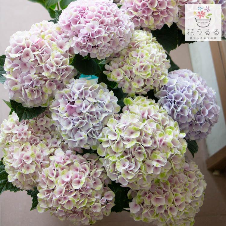 秋色アジサイ 品種 マジカル レボリューション ピンク 色幅あり 5号鉢 ハイドランジア 紫陽花 あじさい 鉢植え アジサイ 紫陽花 秋色 品種 Hati Ajis 5 Maji Pink 花うるる ハンギング 寄せ植え通販 通販 Yahoo ショッピング