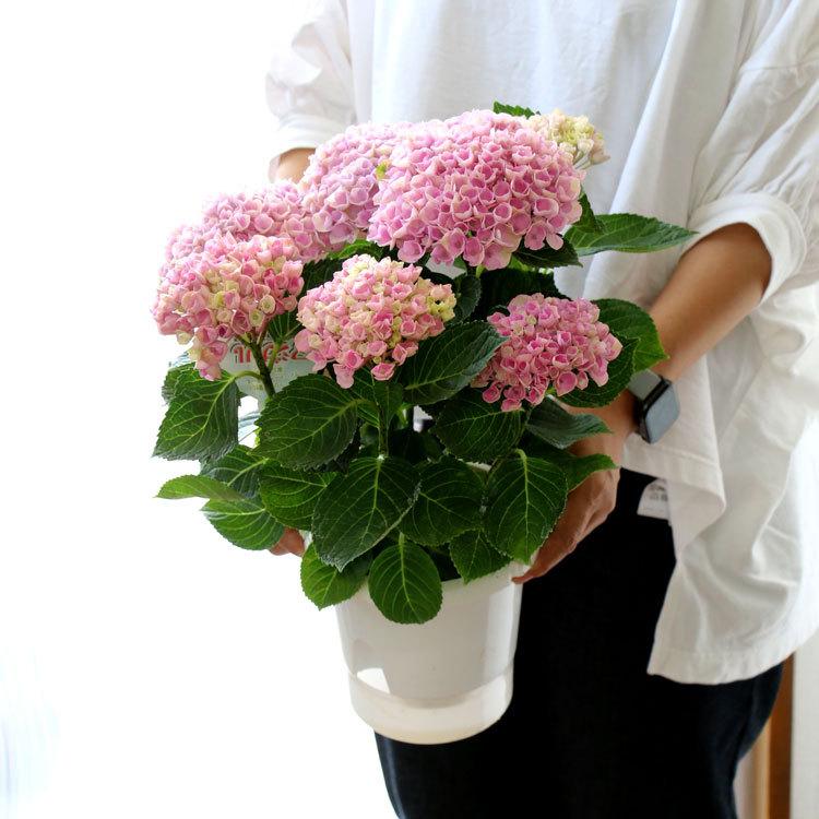 本物 秋色アジサイ 品種 マジカル レボリューション ピンク系マーブル 色幅あり 5号鉢 ハイドランジア 紫陽花 あじさい 鉢植え アジサイ 秋色 品種