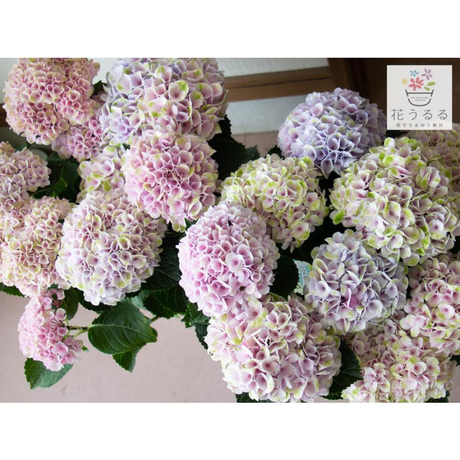 本物 秋色アジサイ 品種 マジカル レボリューション ピンク系マーブル 色幅あり 5号鉢 ハイドランジア 紫陽花 あじさい 鉢植え アジサイ 秋色 品種