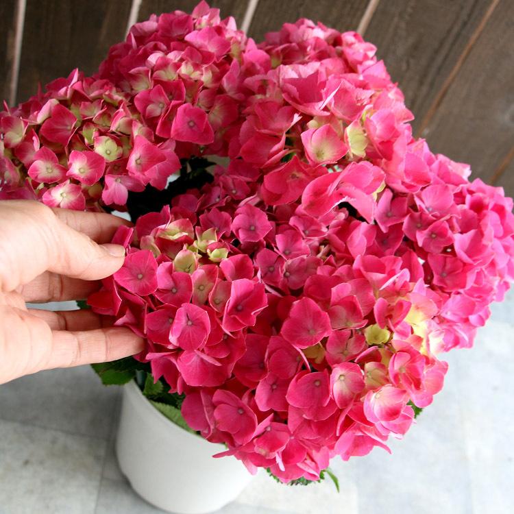 アジサイ 品種 ハイドランジア パリ 5号鉢 ハイドランジア 紫陽花 あじさい 鉢植え アジサイ 紫陽花 品種 Hati Ajis 5 Pari 花うるる ハンギング 寄せ植え通販 通販 Yahoo ショッピング