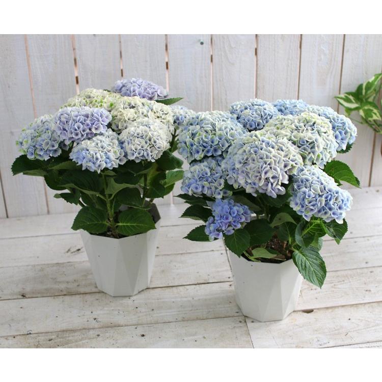 処分sale 秋色アジサイ 秋色進行中 品種 ハイドランジア コーラルピンク 5号鉢 紫陽花 あじさい 鉢植え アジサイ 紫陽花 秋色 品種 Hati Ajisai 5 Coolrupink 花うるる ハンギング 寄せ植え通販 通販 Yahoo ショッピング