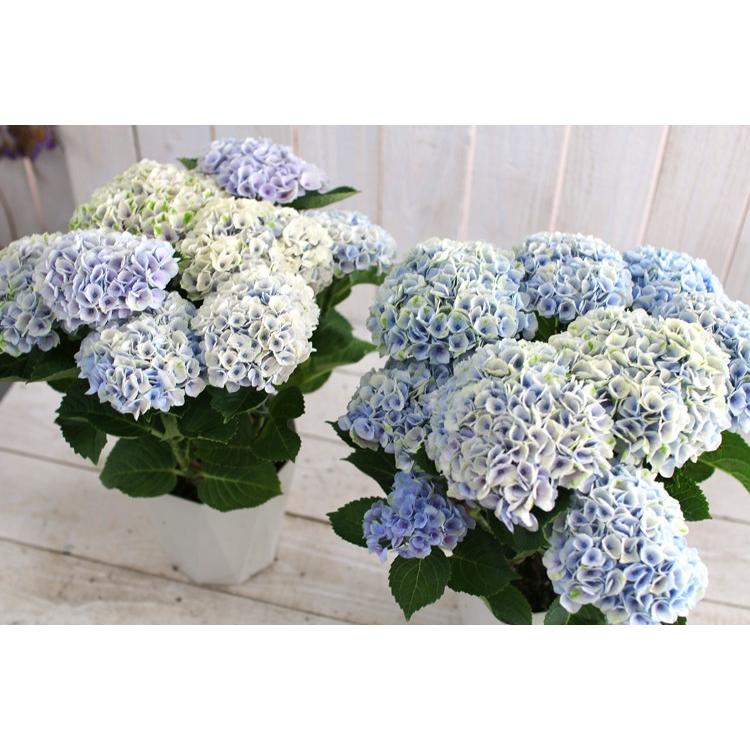 公式の 品種 紫陽花 アジサイ 鉢植え あじさい ギフトやご自宅用に 売り尽くし 秋色アジサイ 品種 秋色 紫陽花 アジサイ 鉢植え 紫陽花 あじさい アンティーク グリーンシャドー 8号鉢 品種 ハイドランジア 生花