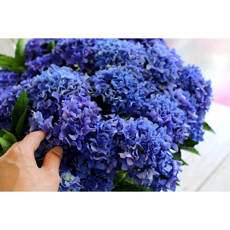 秋色アジサイ 品種 アマランス プチ ブルー 7号鉢 アンティーク アジサイ 紫陽花 あじさい 鉢植え アジサイ 紫陽花 秋色 品種 Hati Ajisai 7 Amarans 花うるる ハンギング 寄せ植え通販 通販 Yahoo ショッピング