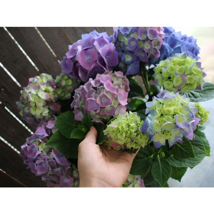 色変わりしながら咲く！ 秋色アジサイ[品種：ハイドランジア