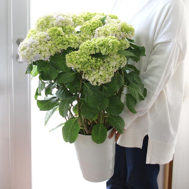 色変わりしながら長く咲き続ける！秋色アジサイ[品種：てまりてまり] 7
