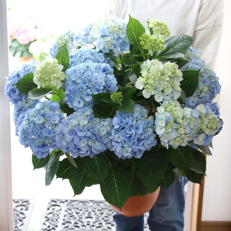 レア品種 色変わり 秋色アジサイ ハイドランジア 品種 ブルーマーブルソーダ 8号鉢 紫陽花 あじさい 鉢植え アジサイ 秋色 品種 ハイドランジア Hati Ajisai 8 Mblsoda 花うるる ハンギング 寄せ植え通販 通販 Yahoo ショッピング