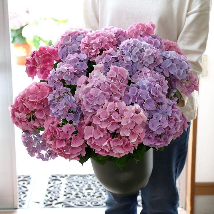 処分売り尽くし 花なし 苗木として アジサイ 品種 ハイドランジア セレーナ ピンクグラデーション 8号鉢 ハイドランジア 紫陽花 あじさい 鉢植え Hati Ajisai 8 Serepink 花うるる ハンギング 寄せ植え通販 通販 Yahoo ショッピング
