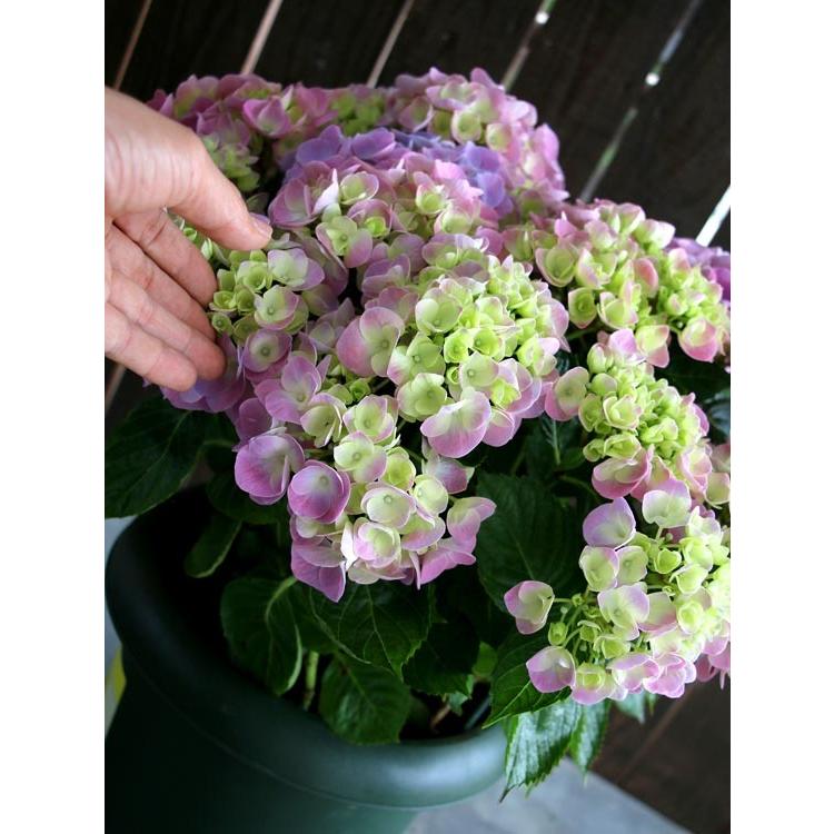 処分売り尽くし 花なし 苗木として アジサイ 品種 ハイドランジア セレーナ ピンクグラデーション 8号鉢 ハイドランジア 紫陽花 あじさい 鉢植え Hati Ajisai 8 Serepink 花うるる ハンギング 寄せ植え通販 通販 Yahoo ショッピング