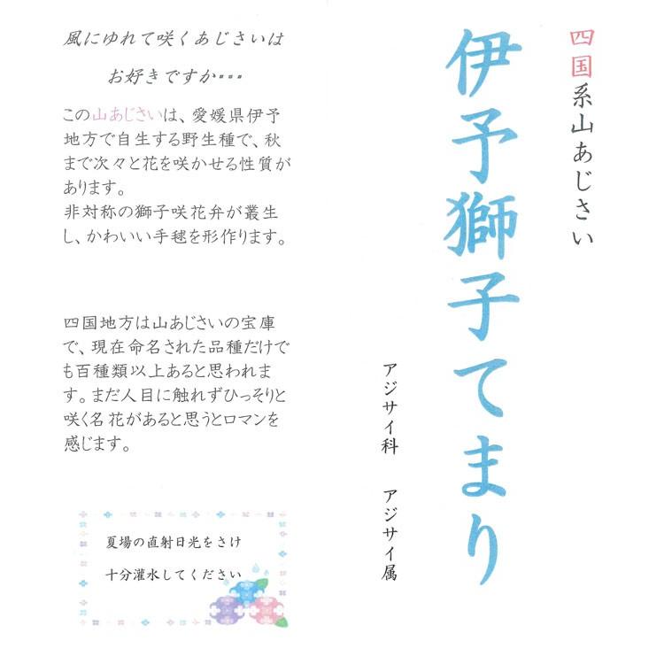 秋色アジサイ 伊予獅子てまり いよじしてまり 5号鉢 ピンク ブルー 四国系 山紫陽花 鉢植え ギフト 山あじさい アジサイ 紫陽花 品種 種類 秋色 Hati Ajisai Aki19 花うるる ハンギング 寄せ植え通販 通販 Yahoo ショッピング