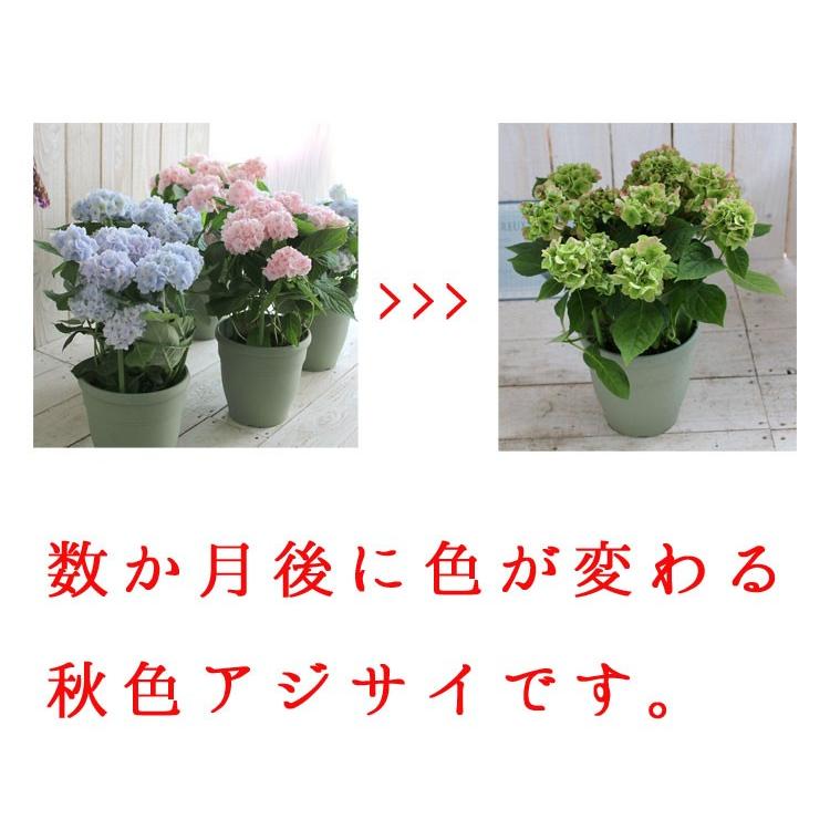 秋色アジサイ 伊予獅子てまり いよじしてまり 5号鉢 ピンク ブルー 四国系 山紫陽花 鉢植え ギフト 山あじさい アジサイ 紫陽花 品種 種類 秋色 Hati Ajisai Aki19 花うるる ハンギング 寄せ植え通販 通販 Yahoo ショッピング