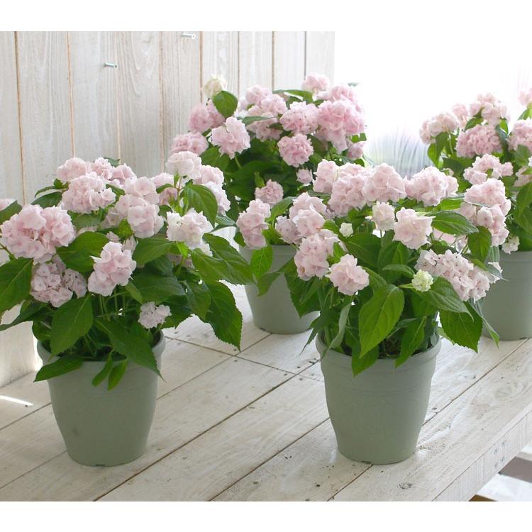 山紫陽花苗 伊予獅子てまり ピンク Oq53enztpf Nci Education Fr