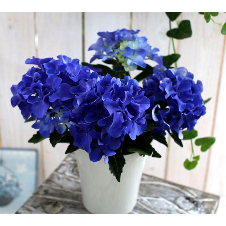 キュートなミニ秋色アジサイ 品種 アマランス プチ ４号鉢 アンティーク アジサイ 紫陽花 あじさい 鉢植え アジサイ 紫陽花 秋色 品種 Hati Ajisai Amarans 花うるる ハンギング 寄せ植え通販 通販 Yahoo ショッピング