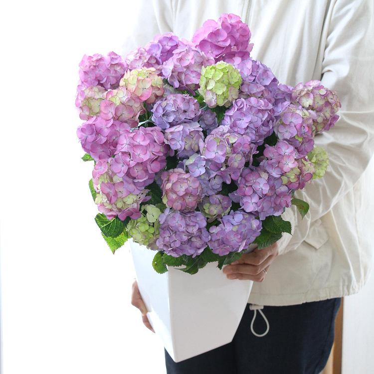 アジサイ 品種 ハイドランジア アンティークエンジェル 7号鉢 紫陽花 あじさい 鉢植え アジサイ 紫陽花 秋色 品種 ハイドランジア Hati Ajisai Anangel 花うるる ハンギング 寄せ植え通販 通販 Yahoo ショッピング