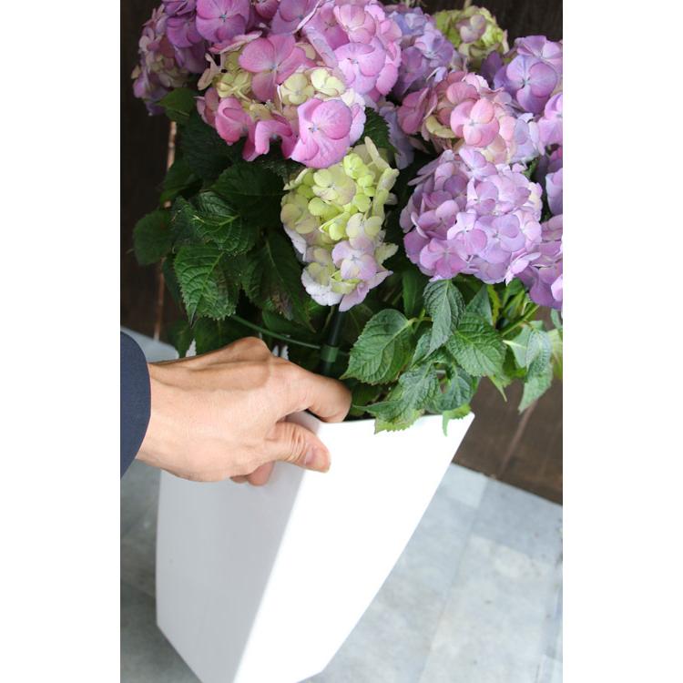 アジサイ 品種 ハイドランジア アンティークエンジェル 7号鉢 紫陽花 あじさい 鉢植え アジサイ 紫陽花 秋色 品種 ハイドランジア Hati Ajisai Anangel 花うるる ハンギング 寄せ植え通販 通販 Yahoo ショッピング