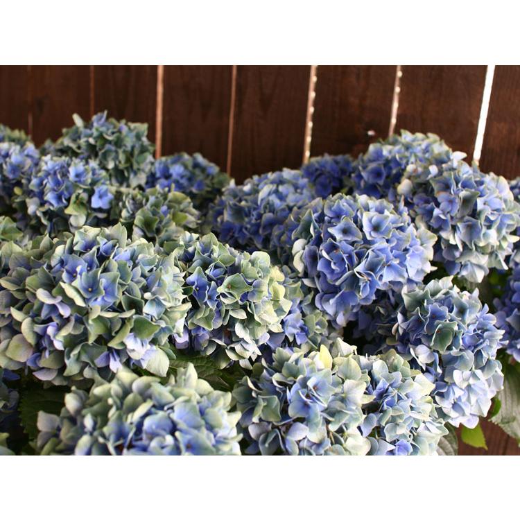 秋色アジサイ 品種 ハイドランジア 秋色アーリーブルー 5号鉢 紫陽花 あじさい 鉢植え アジサイ 紫陽花 秋色 品種 Hati Ajisai Arryeblue 花うるる ハンギング 寄せ植え通販 通販 Yahoo ショッピング