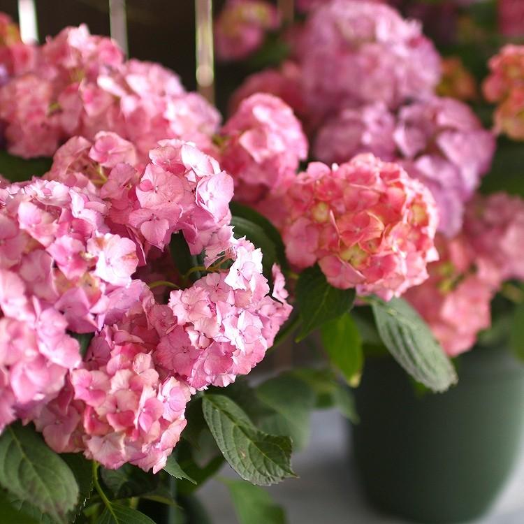 秋色アジサイ 品種 ハイドランジア アンティーク ジュエル 8号鉢 紫陽花 あじさい 鉢植え アジサイ 紫陽花 秋色 品種 Hati Ajisai Atjyuelu 花うるる ハンギング 寄せ植え通販 通販 Yahoo ショッピング