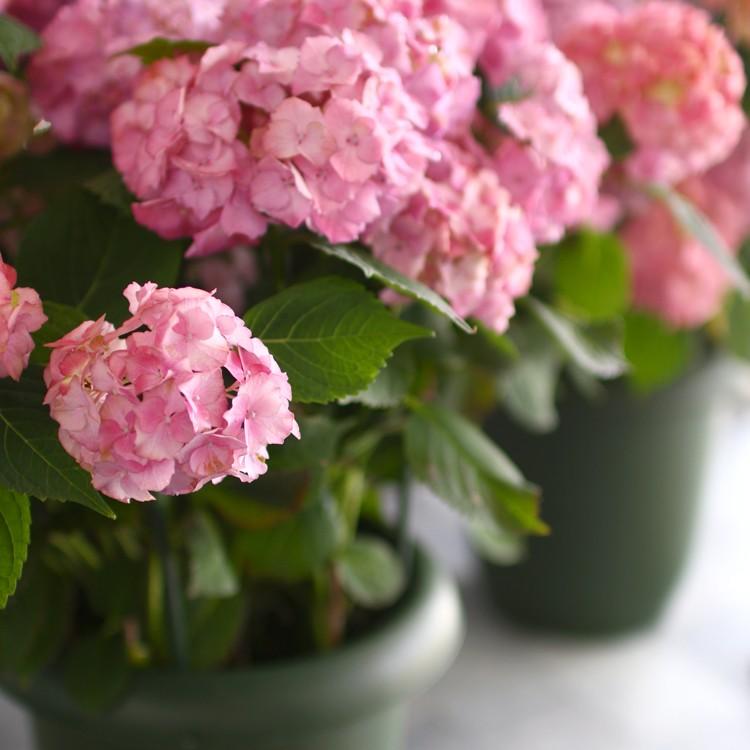 秋色アジサイ 品種 ハイドランジア アンティーク ジュエル 8号鉢 紫陽花 あじさい 鉢植え アジサイ 紫陽花 秋色 品種 Hati Ajisai Atjyuelu 花うるる ハンギング 寄せ植え通販 通販 Yahoo ショッピング