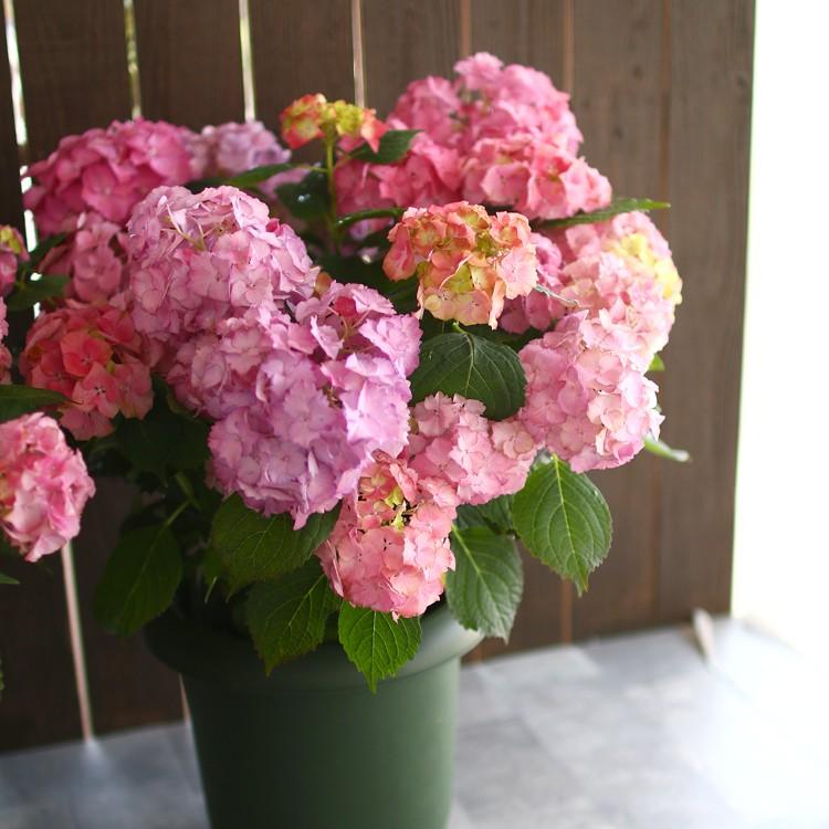 秋色アジサイ 品種 ハイドランジア アンティーク ジュエル 8号鉢 紫陽花 あじさい 鉢植え アジサイ 紫陽花 秋色 品種 Hati Ajisai Atjyuelu 花うるる ハンギング 寄せ植え通販 通販 Yahoo ショッピング