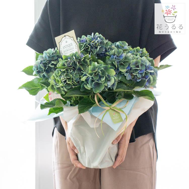 2394円 Web限定 ドイツで育成のレア品種 秋色アジサイ 品種 シティーライン ベネチア 5号鉢 アンティーク 秋色 紫陽花 ハイドランジア あじさい 鉢植え 品種