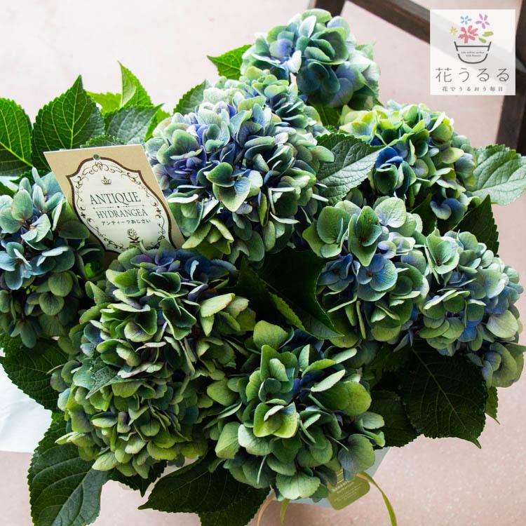 贈与 ドイツで育成のレア品種 秋色アジサイ 品種 シティーライン ベネチア 5号鉢 アンティーク 秋色 紫陽花 ハイドランジア あじさい 鉢植え 品種 Klvbuilder Com