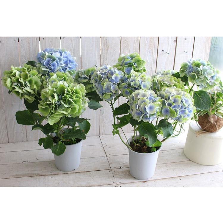 紫陽花ページです 楽天市場】【開花株】アジサイ（紫陽花・あじさい） ディープパープル