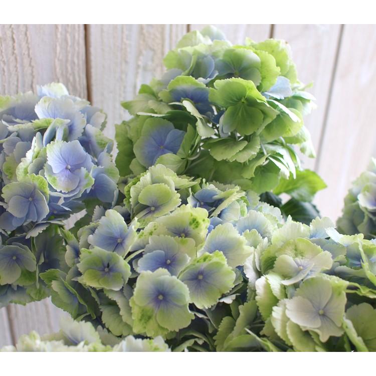 秋色アジサイ 色変わり進行中 品種 ハイドランジア ベレナ ５号鉢 アンティーク 山紫陽花 あじさい 鉢植え アジサイ 紫陽花 秋色 品種 Hati Ajisai Berena 花うるる ハンギング 寄せ植え通販 通販 Yahoo ショッピング