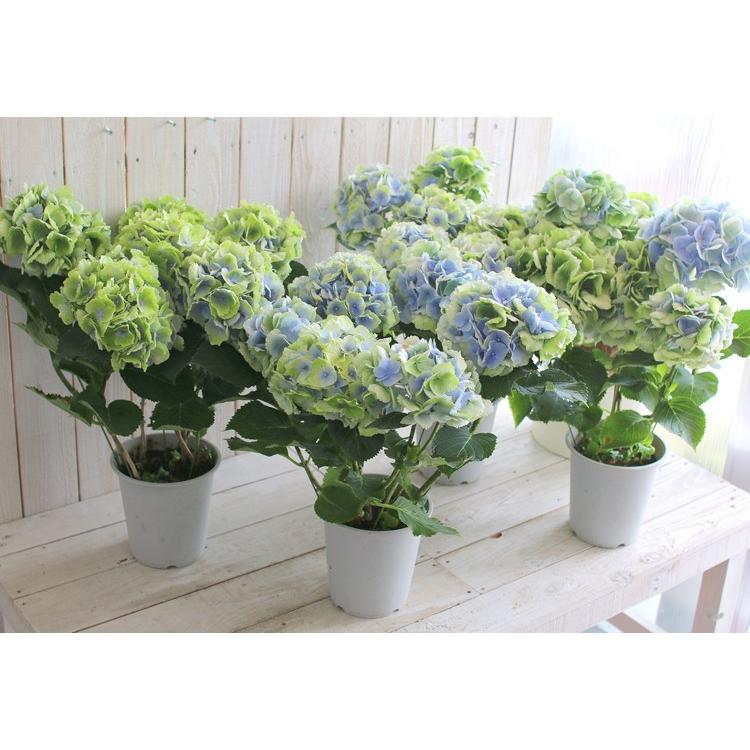 花材セット 紫陽花 Ｎｏ．611 花材セット 紫陽花 No．611 花材セット 紫陽花 No．611 花材セット