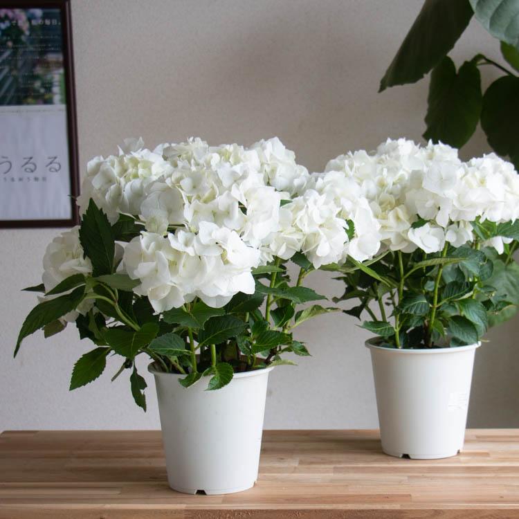 西洋アジサイ「 バニラスカイ」 5号鉢 (ハイドランジア 紫陽花 西洋アジサイ「 バニラスカイ」 5号鉢 (ハイドランジア 紫陽花