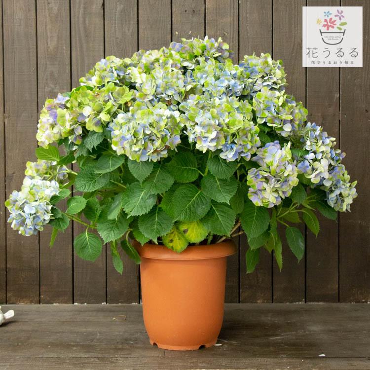 数量限定 特売 秋色アジサイ 品種 ハイドランジア コーラル ブルー系 8号鉢 色幅あり 紫陽花 あじさい 鉢植え アジサイ 紫陽花 秋色 品種 Hati Ajisai Clrblue8 花うるる ハンギング 寄せ植え通販 通販 Yahoo ショッピング アウトレット送料無料 Www