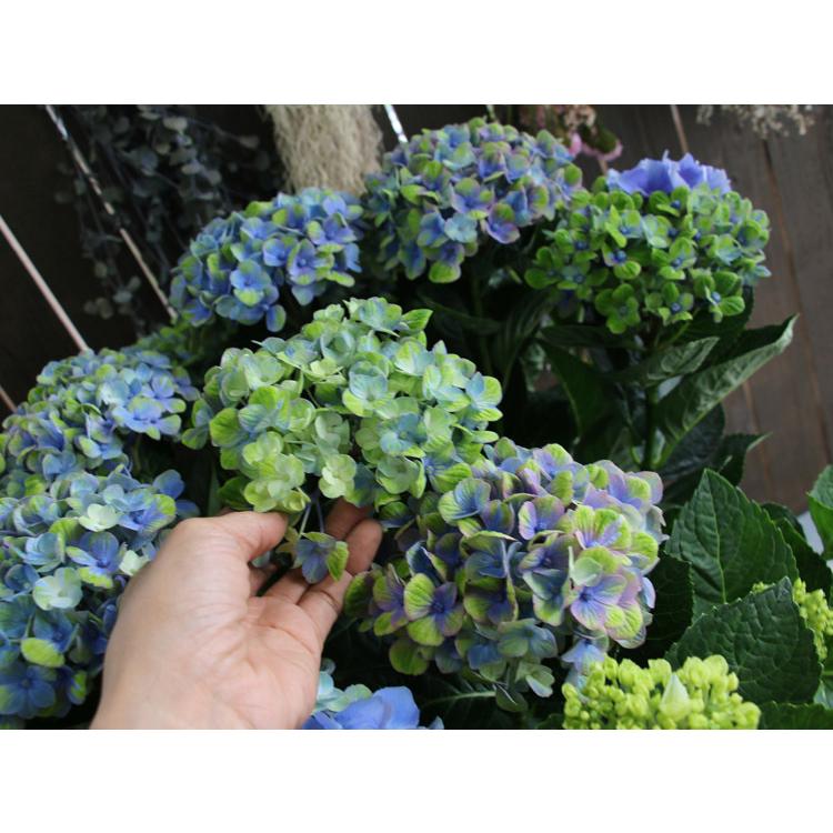 数量限定 特売 秋色アジサイ 品種 ハイドランジア コーラル ブルー系 8号鉢 色幅あり 紫陽花 あじさい 鉢植え アジサイ 紫陽花 秋色 品種 Hati Ajisai Clrblue8 花うるる ハンギング 寄せ植え通販 通販 Yahoo ショッピング アウトレット送料無料 Www