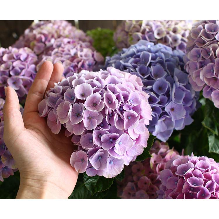 最安 秋色アジサイ 品種 ハイドランジア コーラルピンク 8号鉢 色幅あり 紫陽花 あじさい 鉢植え アジサイ 紫陽花 秋色 品種 在庫有 Missbargainhuntress Com