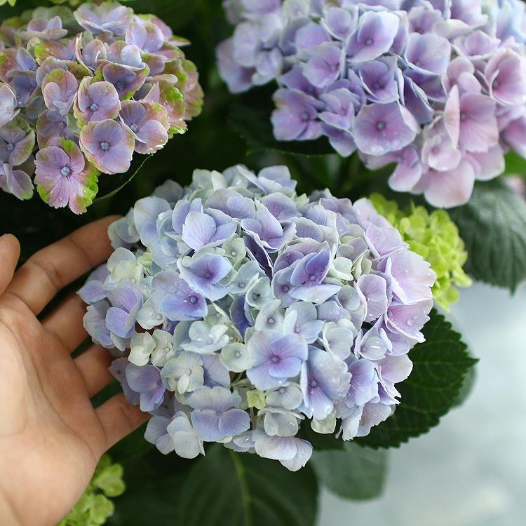 秋色アジサイ 品種 マジカルシリーズ マジカル ハイドランジア コーラルピンク 8号鉢 紫陽花 あじさい 鉢植え アジサイ 紫陽花 秋色 品種 Hati Ajisai Coolrupink 花うるる ハンギング 寄せ植え通販 通販 Yahoo ショッピング