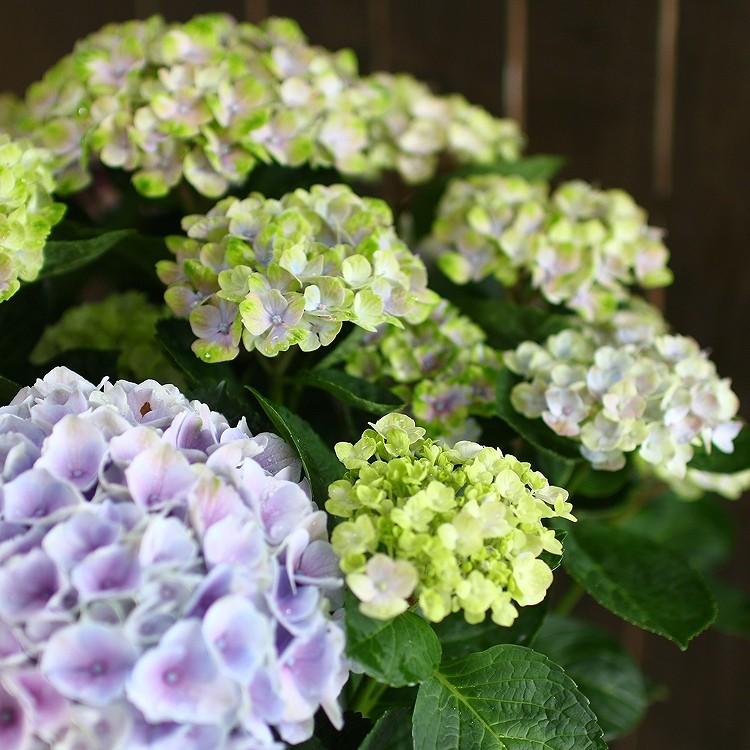 紫陽花　アジサイ　楕円鉢と小皿　2枚セット 紫陽花 アジサイ 楕円鉢と小皿 2枚セット 青白磁菊楕円鉢（大） | 鍋島