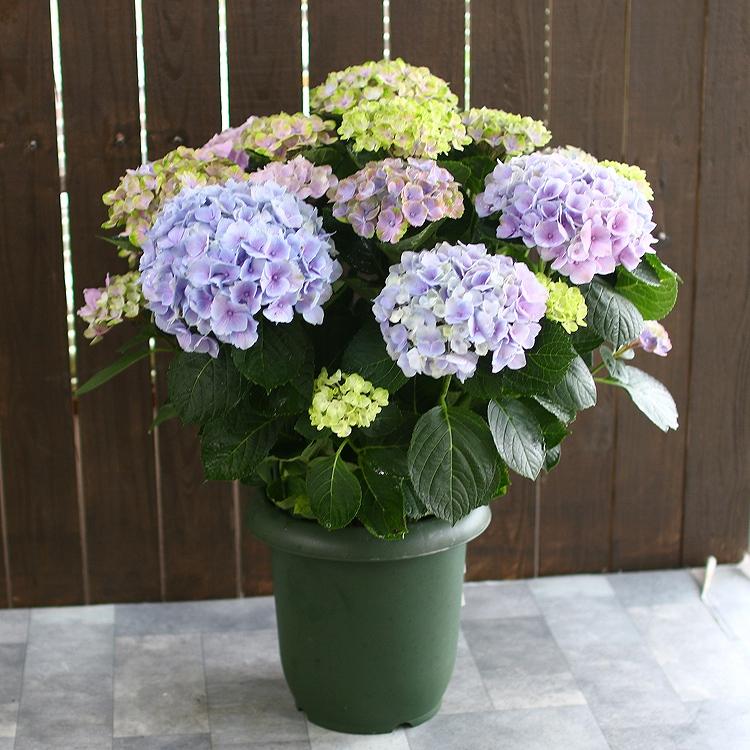 秋色アジサイ 品種 マジカルシリーズ マジカル ハイドランジア コーラルピンク 8号鉢 紫陽花 あじさい 鉢植え アジサイ 紫陽花 秋色 品種 Hati Ajisai Coolrupink 花うるる ハンギング 寄せ植え通販 通販 Yahoo ショッピング