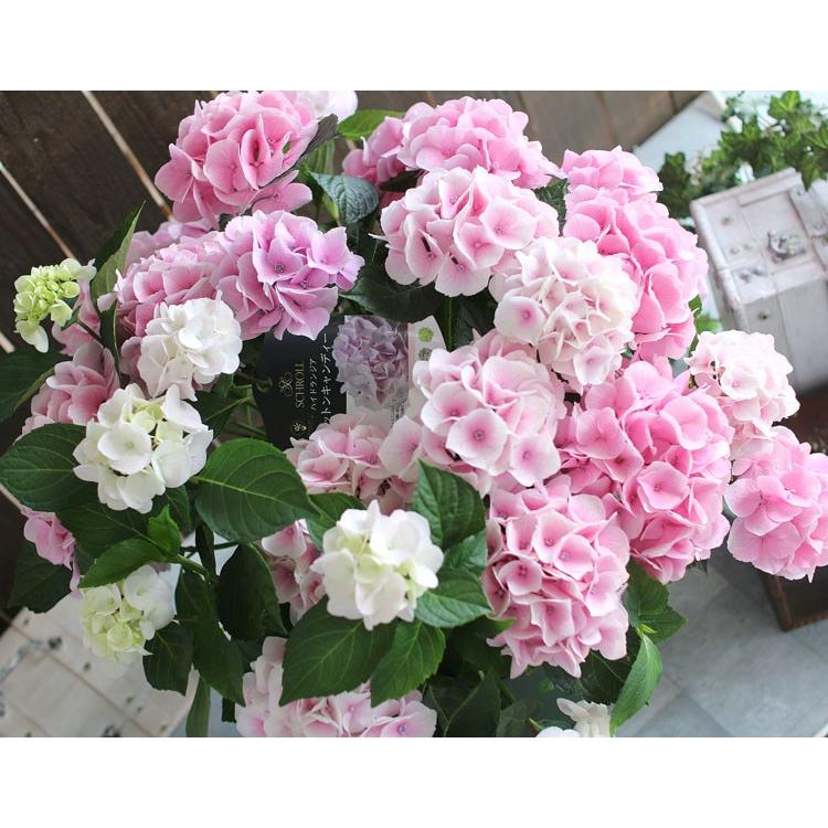 秋色アジサイ 品種 ハイドランジア コットンキャンディー 8号鉢 紫陽花 あじさい 鉢植え アジサイ 紫陽花 秋色 品種 Hati Ajisai Cottoncan8 花うるる ハンギング 寄せ植え通販 通販 Yahoo ショッピング