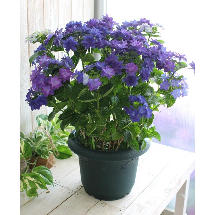 秋色アジサイ 品種 マジカルシリーズ マジカル ハイドランジア ダンスパーティーハッピー ブルー １０号鉢 紫陽花 あじさい 鉢植え アジサイ 紫陽花 秋色 品種 Hati Ajisai Dance 花うるる ハンギング 寄せ植え通販 通販 Yahoo ショッピング