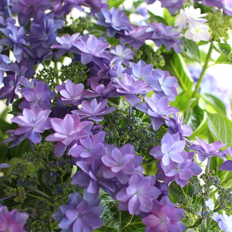 秋色アジサイ 品種 マジカルシリーズ マジカル ハイドランジア ダンスパーティーハッピー ブルー １０号鉢 紫陽花 あじさい 鉢植え アジサイ 紫陽花 秋色 品種 Hati Ajisai Dance 花うるる ハンギング 寄せ植え通販 通販 Yahoo ショッピング