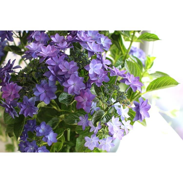 秋色アジサイ 品種 マジカルシリーズ マジカル ハイドランジア ダンスパーティーハッピー ブルー １０号鉢 紫陽花 あじさい 鉢植え アジサイ 紫陽花 秋色 品種 Hati Ajisai Dance 花うるる ハンギング 寄せ植え通販 通販 Yahoo ショッピング