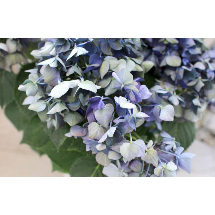 現品限り 秋色アジサイ 品種 ディープパープル 5号鉢 アンティーク 紫陽花 あじさい 鉢植え アジサイ 紫陽花 秋色 品種 Hati Ajisai Deeppuple2 花うるる ハンギング 寄せ植え通販 通販 Yahoo ショッピング
