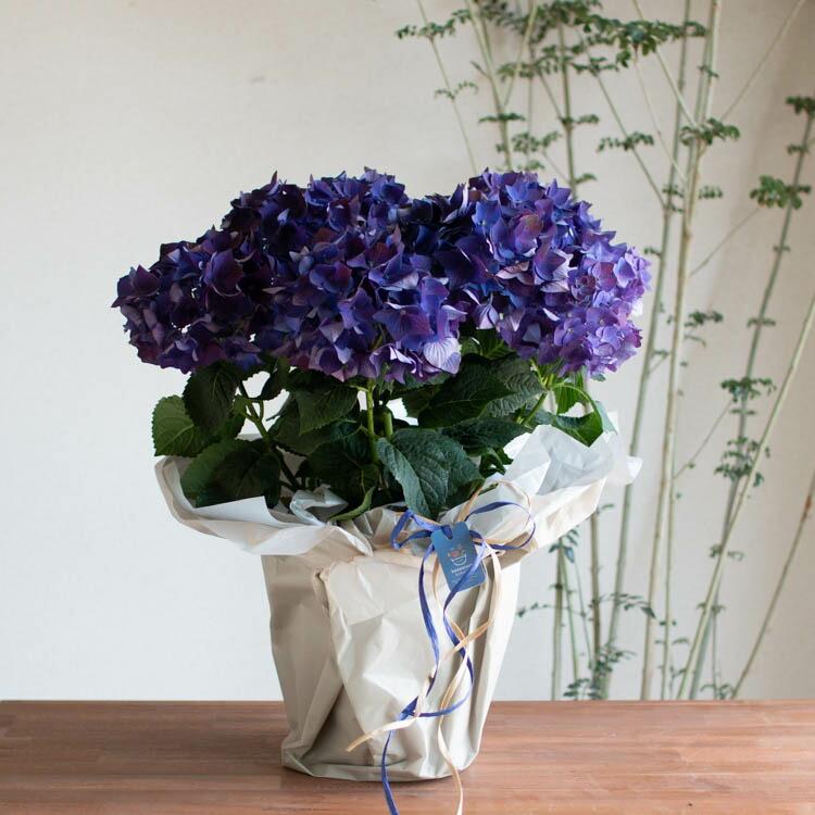 【専用商品】　アジサイ　5寸1種2鉢 ディープパープル　紫陽花 アジサイ【ディープパープル】5号鉢: JA全農かながわ|【JA
