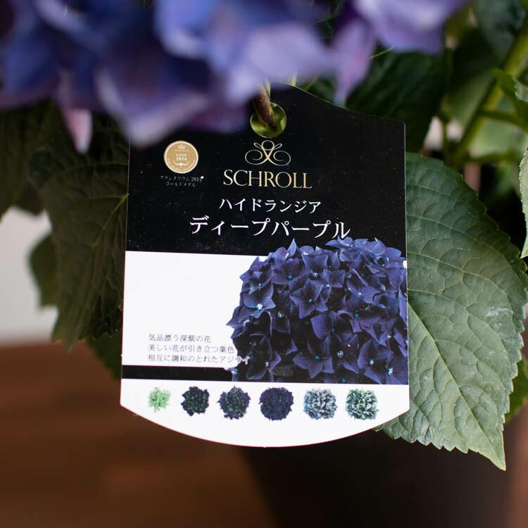 ☆ハイドランジア☆アジサイ☆レトロパープル☆5号鉢☆激レア☆商品説明確認要☆ 秋色アジサイ [品種:ハイドランジア ディープパープル] 5号鉢