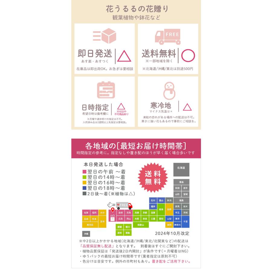 圧巻のボリューム／秋色アジサイ [ディープパープル]8号鉢 大鉢