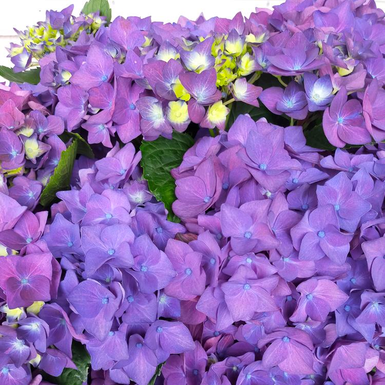 秋色アジサイ 品種 ハイドランジア ディープパープル ８号鉢 アンティーク 紫陽花 あじさい 鉢植え アジサイ 紫陽花 秋色 品種 Hati Ajisai Deeppuple 花うるる ハンギング 寄せ植え通販 通販 Yahoo ショッピング
