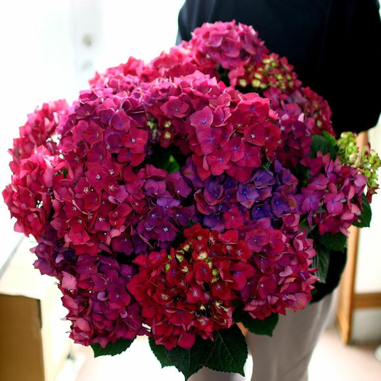 お得❗️ハイドランジア 鉢いっぱいの大きな紫陽花 秋色アジサイ２種2個セット宅急便 お得❗️ハイドランジア 鉢いっぱいの大きな紫陽花 秋色アジサイ